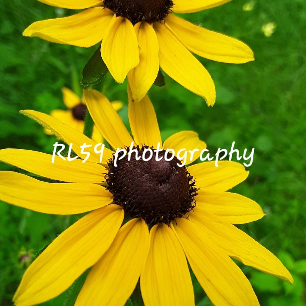 Flower photo - original! Home decor, wall art